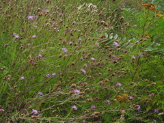 Centaurea jacea timbalii