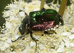 Gnorimus nobilis