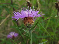 Centaurea jacea timbalii