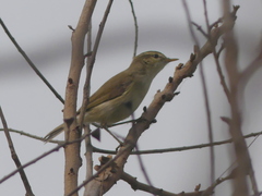 Acrocephalus dumetorum