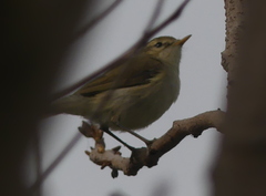 Acrocephalus dumetorum