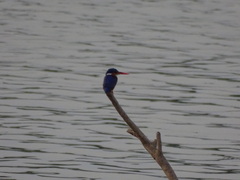 Corythornis cristatus