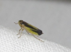 Evacanthus interruptus