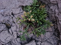 Crithmum maritimum