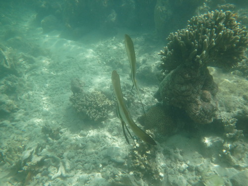 Batfish