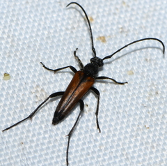 Stenurella melanura