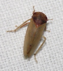 Iassus
