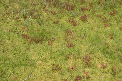Drosera intermedia