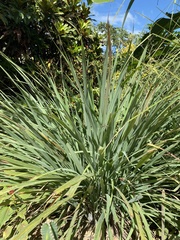 Cymbopogon