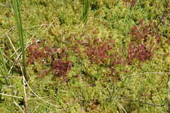 Drosera intermedia