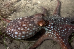 Callistoctopus dierythraeus