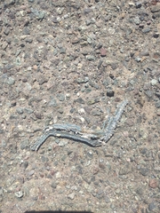 Philodryas chamissonis