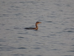 Microcarbo africanus