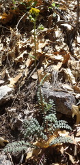 Packera millelobata