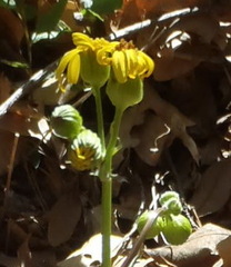 Packera millelobata