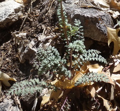 Packera millelobata