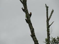 Melanerpes flavifrons