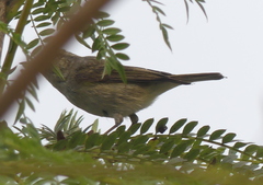 Phylloscopus trochiloides