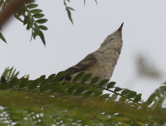 Phylloscopus trochiloides