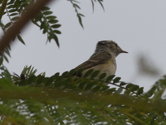 Phylloscopus trochiloides