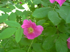 Rosa majalis