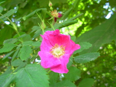 Rosa majalis