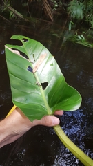 Philodendron melinonii