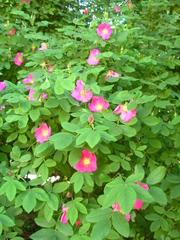Rosa majalis