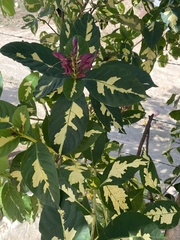 Graptophyllum