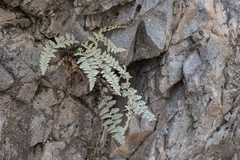 Myriopteris lindheimeri