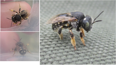 Anthidium punctatum