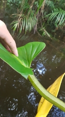 Philodendron melinonii