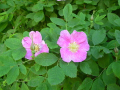 Rosa majalis