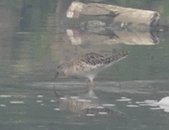 Calidris pugnax