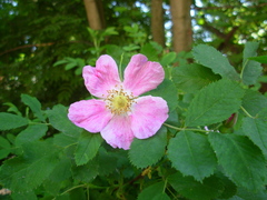 Rosa majalis