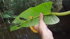 Philodendron melinonii