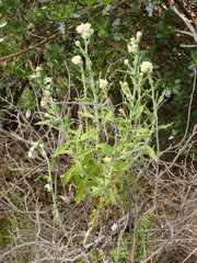 Pseudognaphalium biolettii