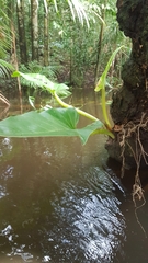 Philodendron melinonii