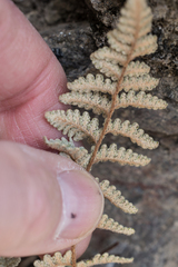 Myriopteris lindheimeri