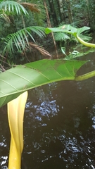 Philodendron melinonii