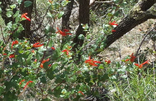 Image of Salvia regla by (c) Nicola van Berkel, some rights reserved (CC BY-SA)
