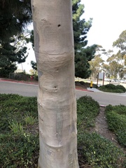 Eucalyptus cladocalyx