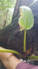 Philodendron melinonii