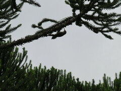 Lepidocolaptes falcinellus