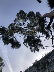 Eucalyptus cladocalyx