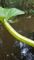 Philodendron melinonii