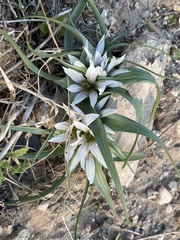 Colchicum palaestinum