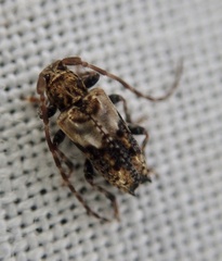Pogonocherus hispidus