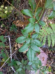 Lardizabala biternata