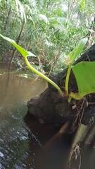 Philodendron melinonii